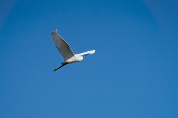 Kuhreiher in El Puerto de Santa María - Puerto Real / Naturpark der Bucht von Cádiz