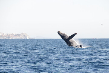 Ballena jorobada Megaptera novaeangliae