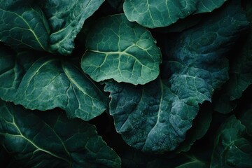 Obraz premium Vibrant Green Kale Leaves: Fresh, Organic Vegetable for Healthy Eating