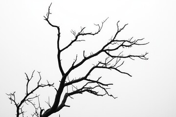 Fototapeta premium Silhouette of Weathered Timber: Isolated Dead Branches Evoking Autumn's Essence