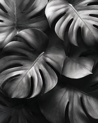 Stylish black and white illustration of Monstera leaves arranged on a dark background poster