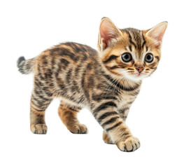 Playful cat walking on cutout studio setting high fidelity isolated on transparent background png