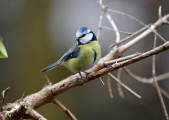 Blaumeise