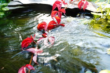 Vibrant red creeper drapes gracefully into tranquil water under soft sunlight