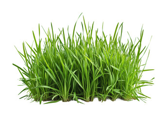 Lush green grass cutout on a nature focus high fidelity studio environment minimalist viewpoint isolated on transparent background png