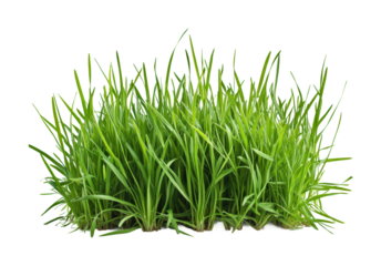 Lush green grass cutout on a nature focus high fidelity studio environment minimalist viewpoint isolated on transparent background png