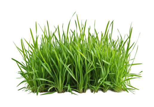 Lush green grass cutout on a nature focus high fidelity studio environment minimalist viewpoint isolated on transparent background png