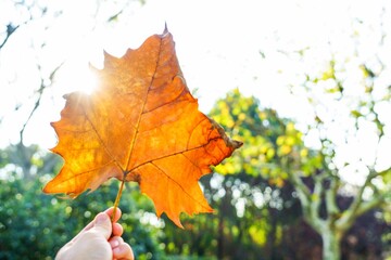 Bright autumn leaf held up against sunlight in a vibrant outdoor setting