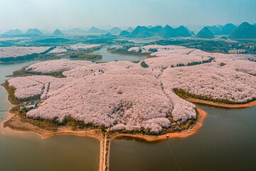 Stunning view of pink cherry blossoms in Guizhou Pingba Cherry Blossom Garden during springtime