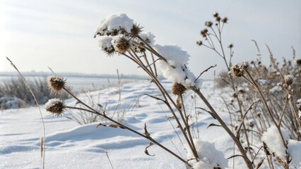 Obraz premium A bed of dry cocklebur thorns blanketed with a layer of snow, frozen foliage, snow, winter wonderland, frosty, winter landscape