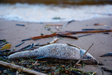 Dead fish lying on a sandy beach among debris, silt and algae, testifies to the devastating effects of environmental degradation and destruction of the marine ecosystem. The concept of environmental i
