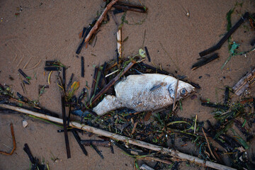 Dead fish lying on a sandy beach among debris, silt and algae, testifies to the devastating effects...