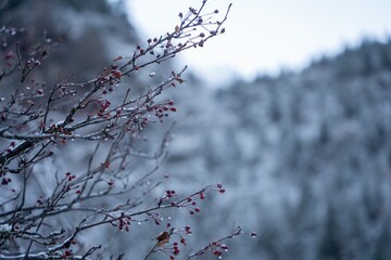 Frozen plants and berries glisten in the winter landscape with frost-covered branches and a misty mountain backdrop