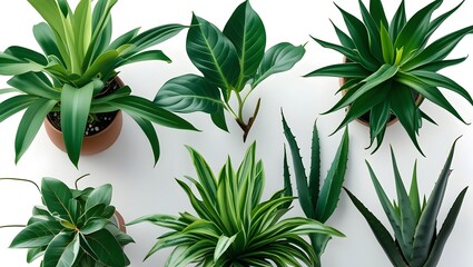 Charming Houseplant Arrangement for Your Event

