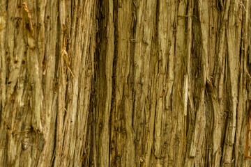 a close-up view of the bark of a tree. The bark has a rough, fibrous texture with vertical ridges and grooves. 