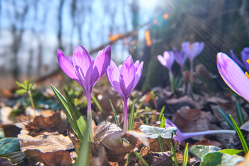 Bright lovely purple crocus flowers bloom on a forest floor covered with dry leaves, bathed in...