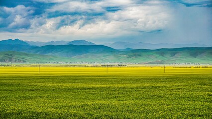 Obraz premium Vibrant yellow rapeseed flowers bloom in Menyuan Qinghai under a cloudy sky