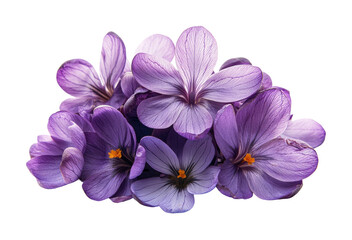 Obraz premium Vibrant purple crocus flowers on floral nature studio high fidelity close-up isolated on transparent background png