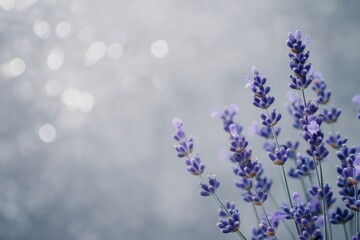 Obraz premium Close up of lavender flowers with blurred background, creating a soft and dreamy atmosphere