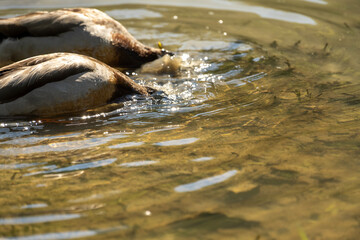 two geese with their heads submerged underwater, likely searching for food. The water is clear, allowing visibility of the aquatic plants and the ducks' bodies. 
