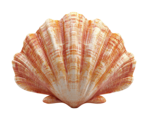 Seashell icon on high fidelity digital minimalist close-up nature concept isolated on transparent background png