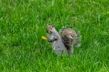 Grey squirrel with flower