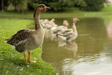 Lindos gansos, em uma paisagem belíssima.
Beautiful geese in a stunning landscape.