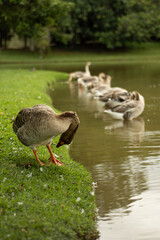 Lindos gansos, em uma paisagem belíssima.
Beautiful geese in a stunning landscape.