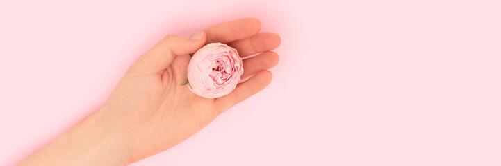 Banner with female hand hold rose flower on a pink background.
