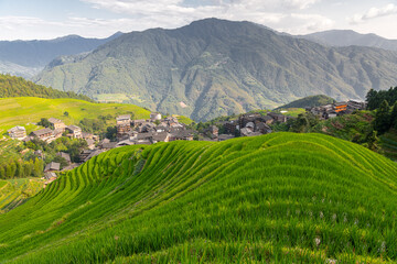 Longji rice terraces during summertime, Guilin, China