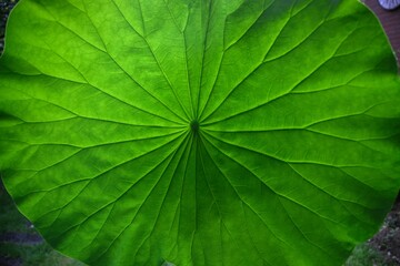 Large green lily pad floating peacefully on a summer pond in a tranquil natural setting