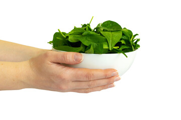 Raw fresh green healthy organic spinach in white bowl in woman's hands on white background.