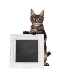 Pretty black tabby blotched Maine Coon cat kitten, standing behind white picture frame with copy...