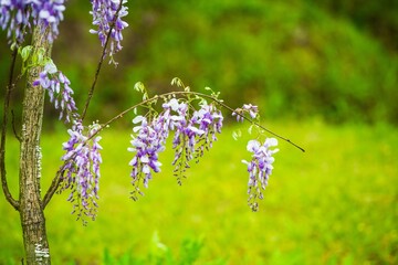 Wisteria flowers in vibrant bloom after a refreshing spring rain in a lush garden setting