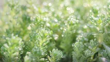 Refreshing spring raindrops glisten on lush green grass in a serene outdoor setting