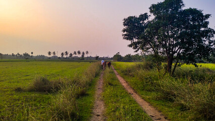 A beautiful village landscape with a man with two cows on manmade road.  