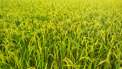 A beautiful village landscape with a rice field, grown up rice plant, getting ready to harvest  