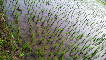A beautiful village landscape with a rice field, newly planted rice siblings. 