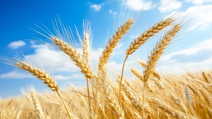 Fototapeta premium wheat field with blue sky background