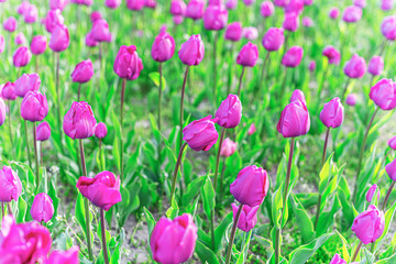 Obraz premium A flower bed with blooming spring tulips.