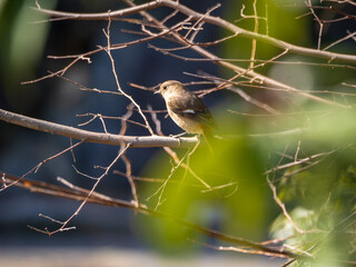枝のジョウビタキ