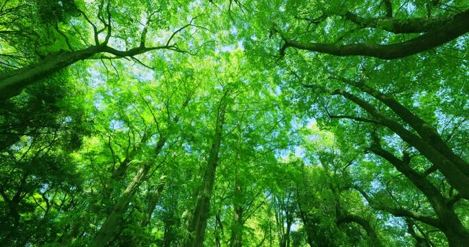 太陽の光が綺麗な新緑の木