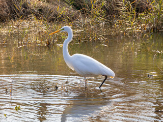 川を歩くダイサギくん