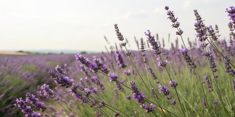 Fototapeta premium A field of lavender flowers swaying gently in the breeze on a warm summer day, landscape, flowers
