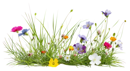 Selbstklebende Fototapeten PNG Colorful wildflowers in green grass © Rawpixel.com