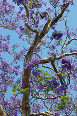 Closeup of a Jacaranda tree against a blue sky, New South Wales Australia

