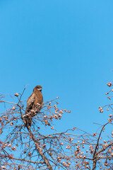 冬の青空　枯れ木に大きなトビ