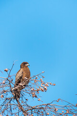 冬の青空　枯れ木に大きなトビ