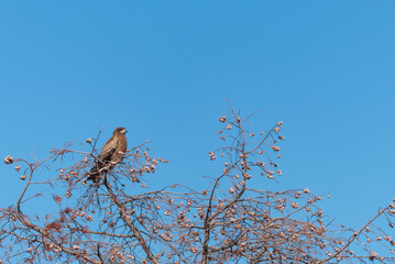 冬の青空　枯れ木に大きなトビ