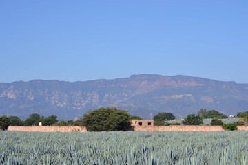 tequila